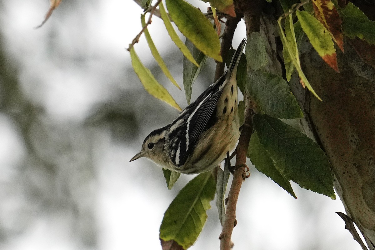 Black-and-white Warbler - Nick Thorpe