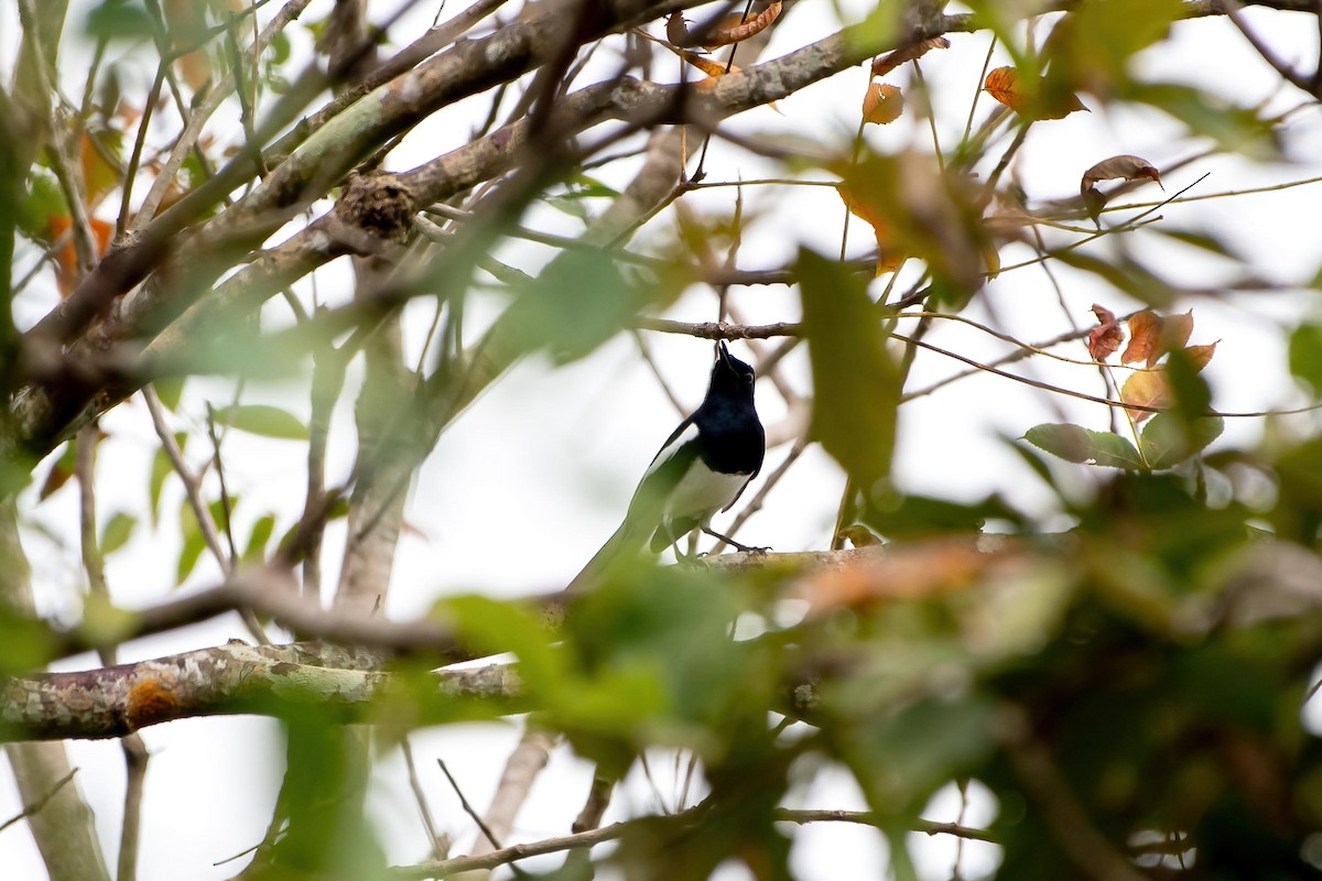 Oriental Magpie-Robin (Oriental) - ML624017358