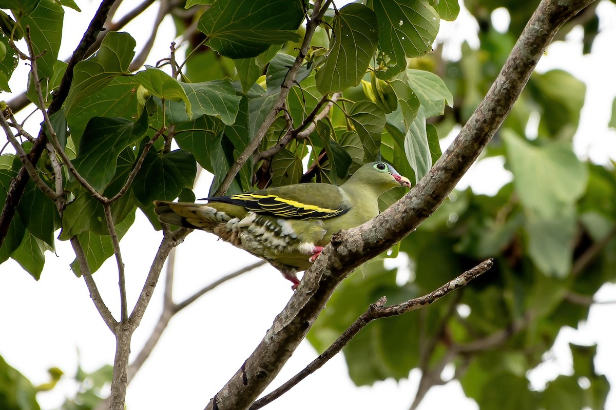 Thick-billed Green-Pigeon - Ming Shan Tsai