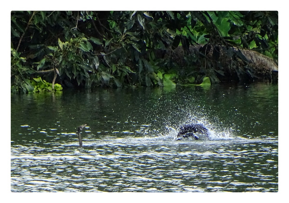 Cormoran à cou brun - ML624017393