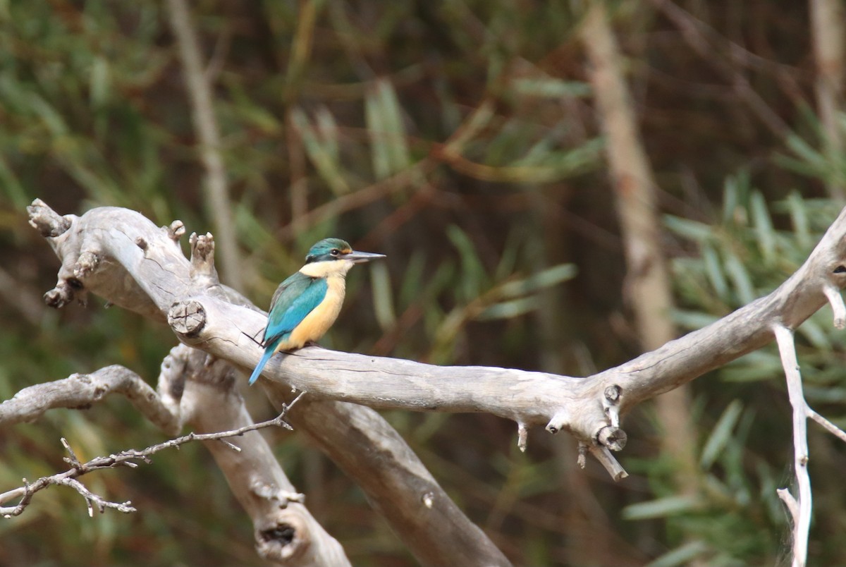 Sacred Kingfisher - ML624017394