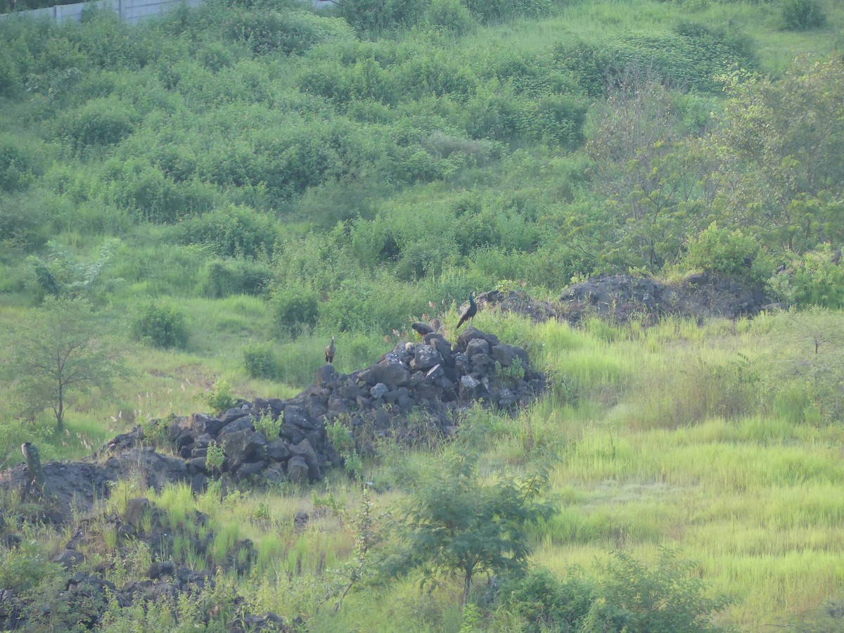 Indian Peafowl - ML624017408