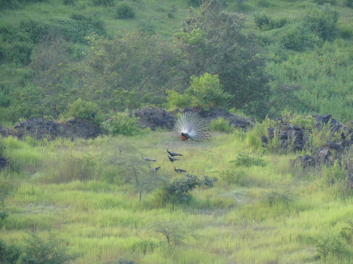 Pavo Real Común - ML624017409