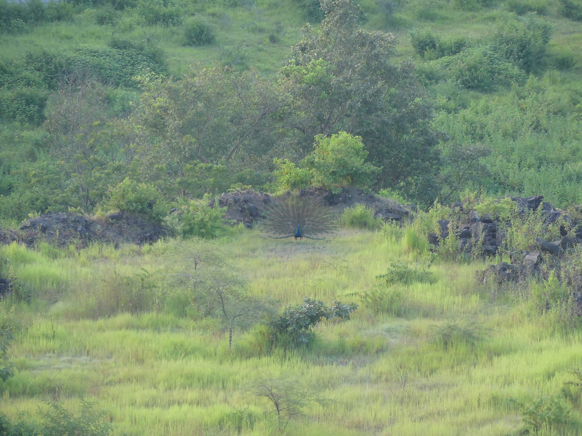 Indian Peafowl - ML624017410