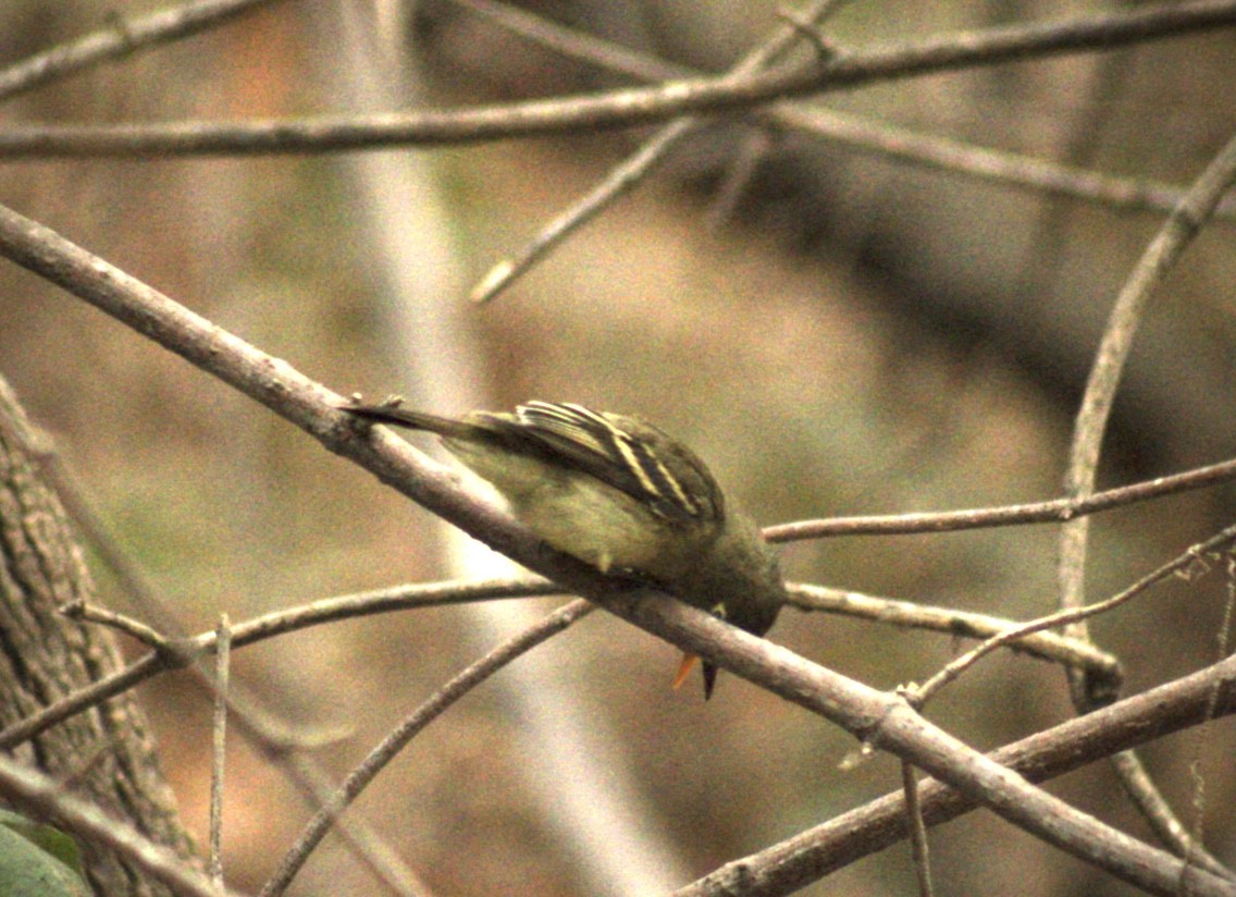 Western Flycatcher (Pacific-slope) - ML624017411