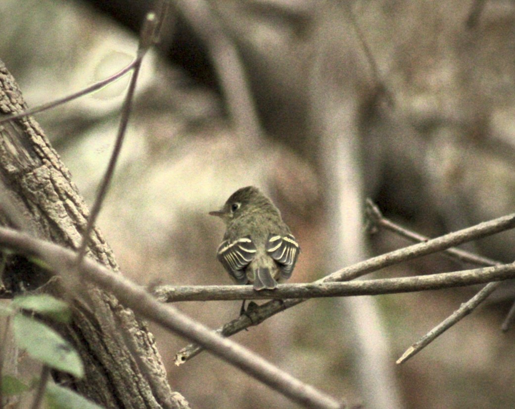 Western Flycatcher (Pacific-slope) - ML624017412