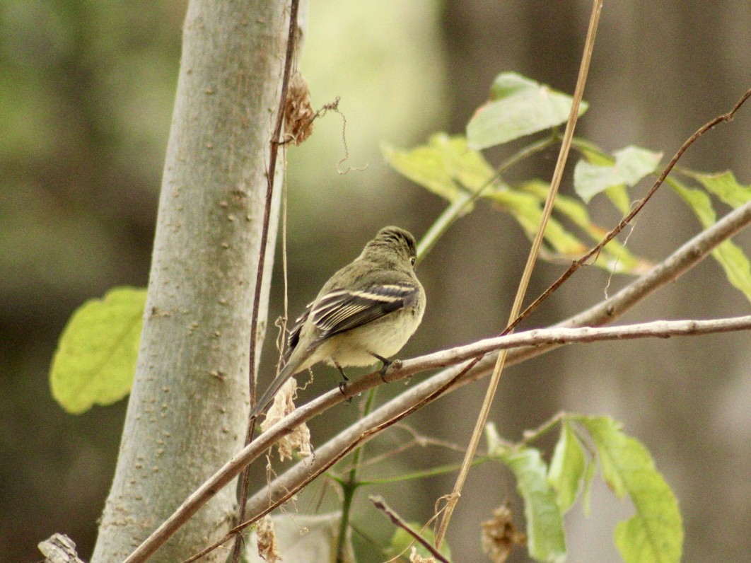 Western Flycatcher (Pacific-slope) - ML624017413