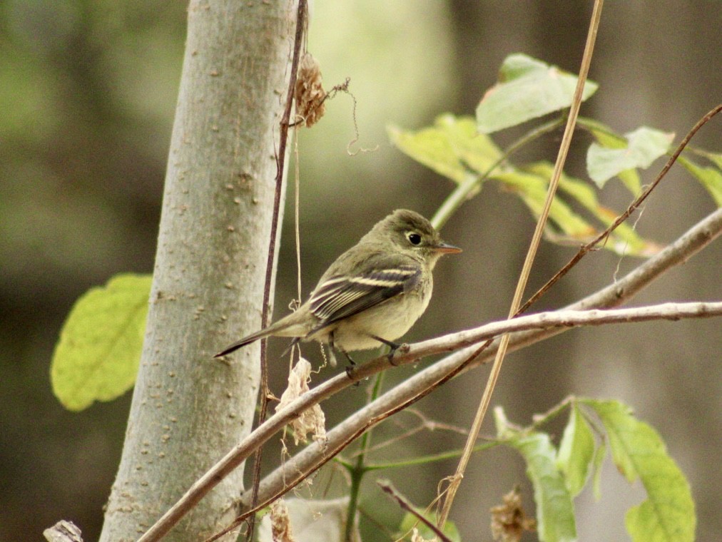 Western Flycatcher (Pacific-slope) - ML624017414