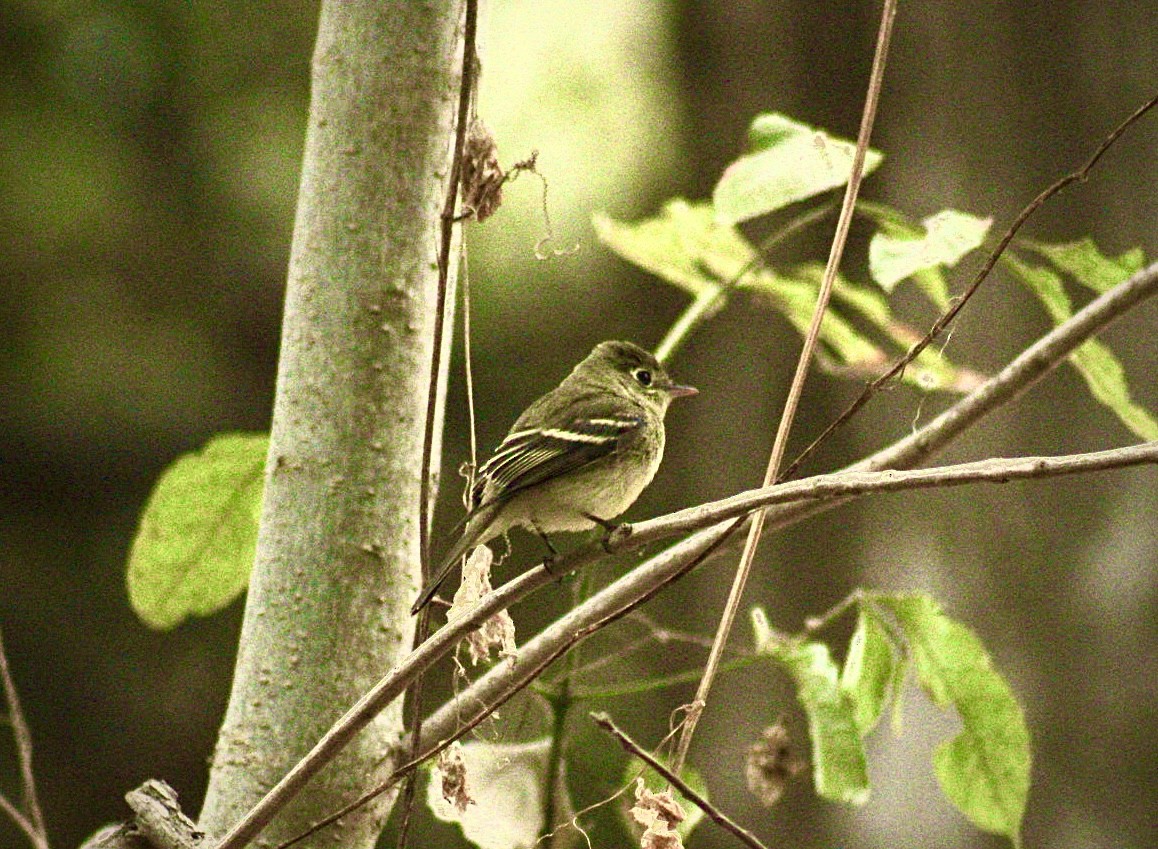 Western Flycatcher (Pacific-slope) - ML624017415