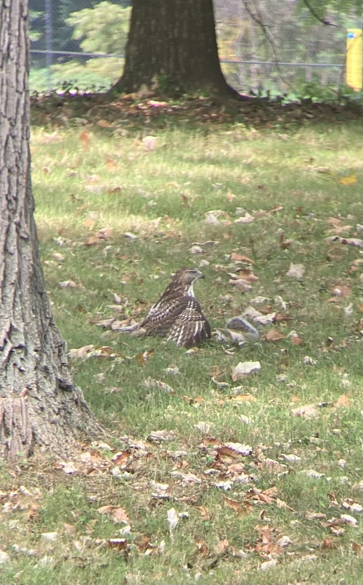 Red-tailed Hawk - ML624017422