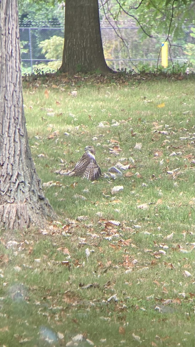 Red-tailed Hawk - ML624017423