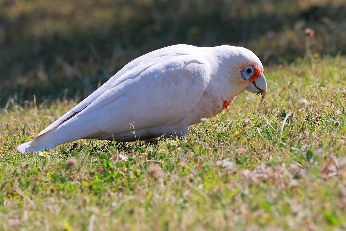 Long-billed Corella - ML624017461