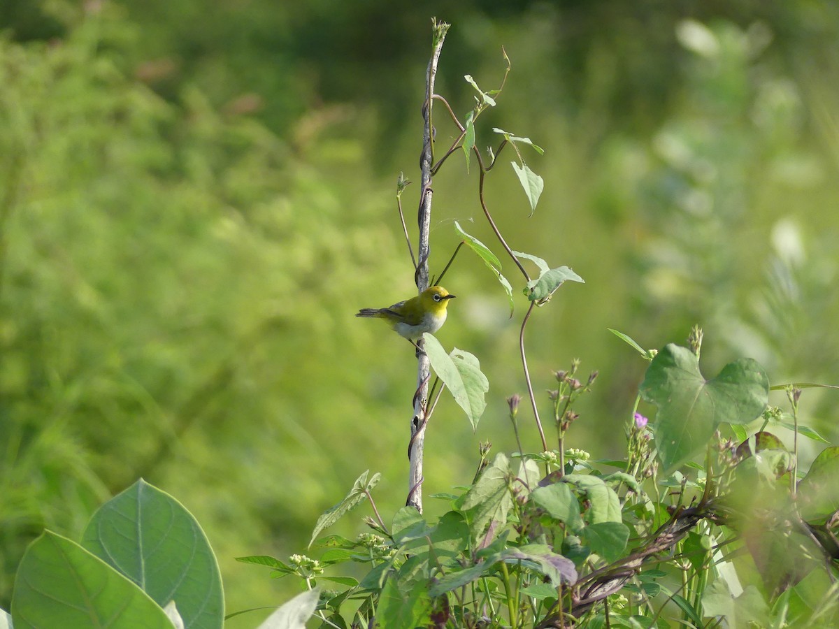 Indian White-eye - ML624017467