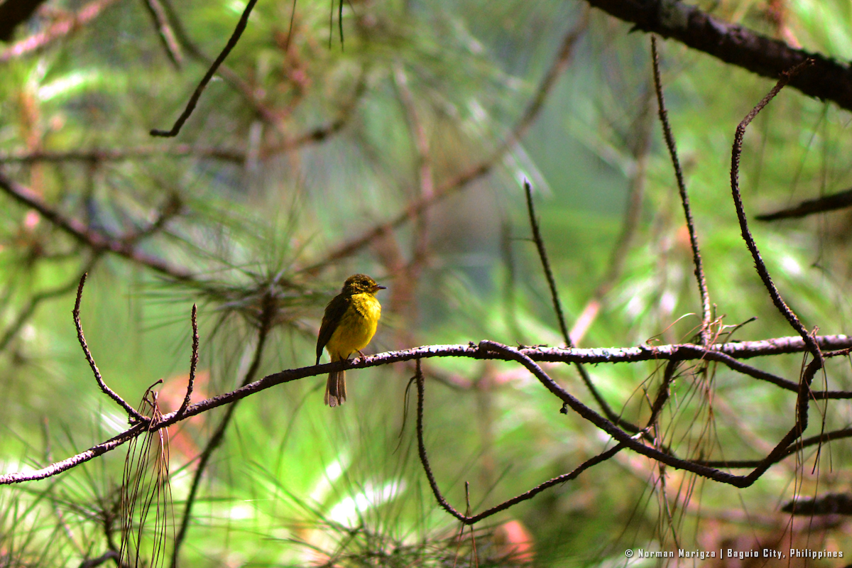 Gobemoustique canari - ML624017484