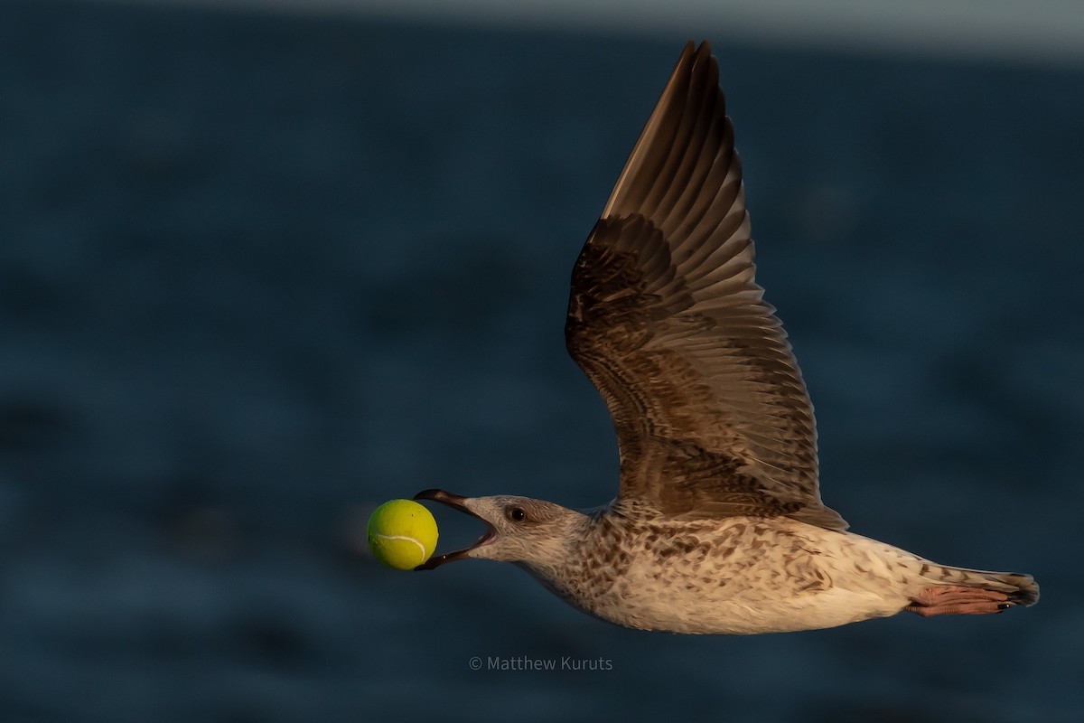 Great Black-backed Gull - ML624017485