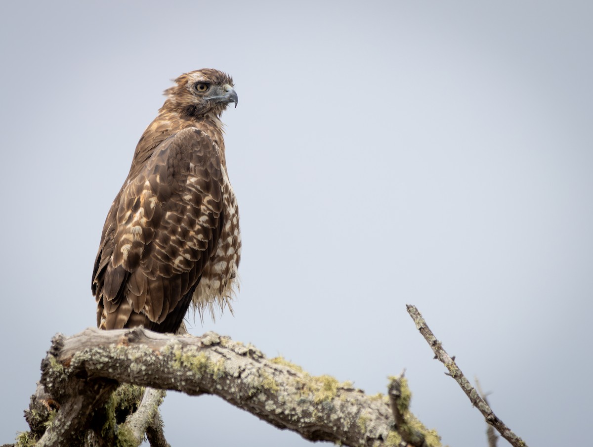 Red-tailed Hawk - Georgia Wyatt