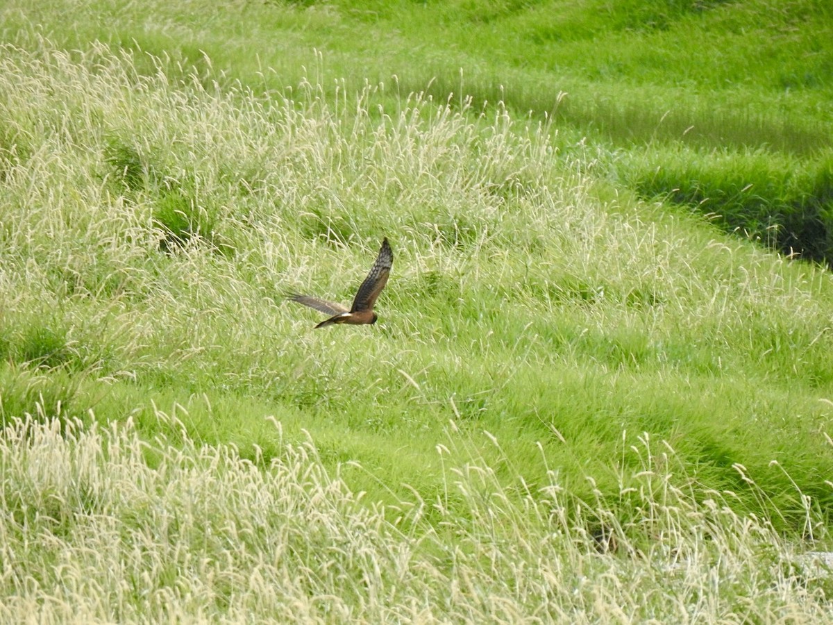 Northern Harrier - ML624017487