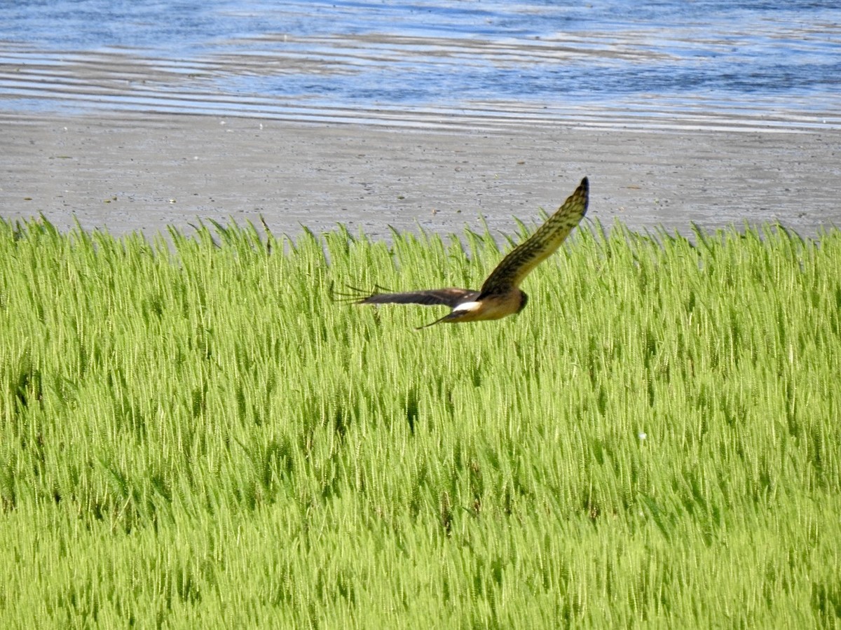 Northern Harrier - ML624017488