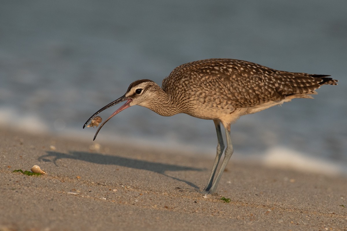 Whimbrel - ML624017494