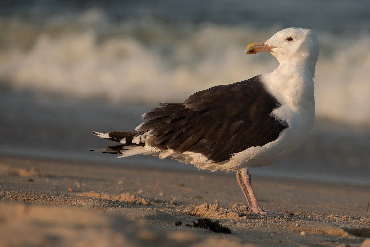 Great Black-backed Gull - ML624017517