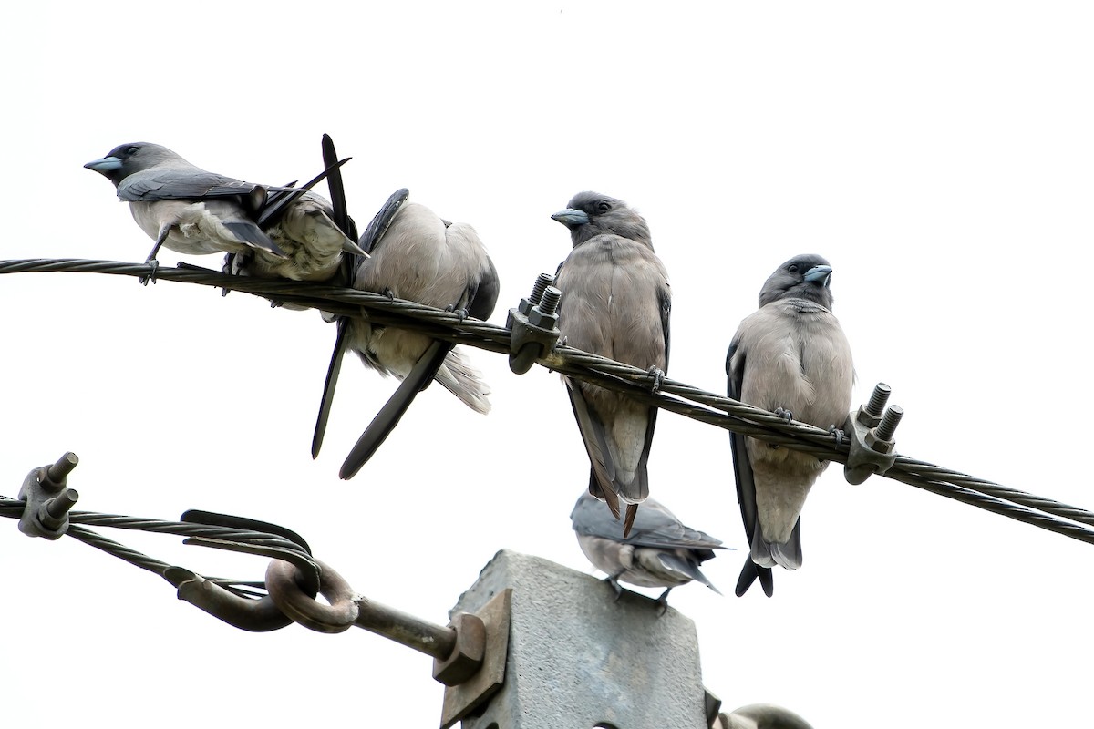 Ashy Woodswallow - ML624017531