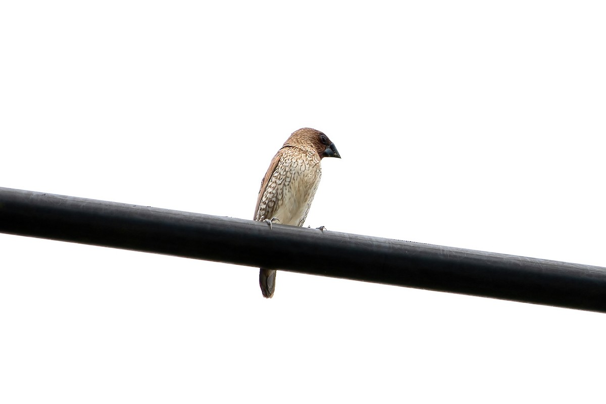 Scaly-breasted Munia - Ming Shan Tsai