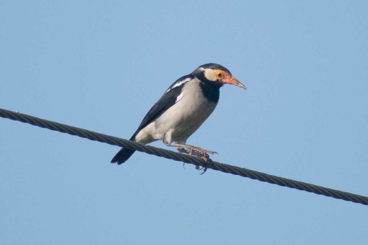 Indian Pied Starling - ML624017546