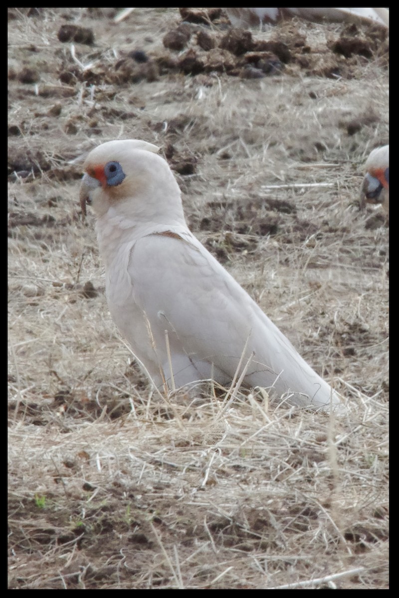 kakadu hrabavý - ML624017552