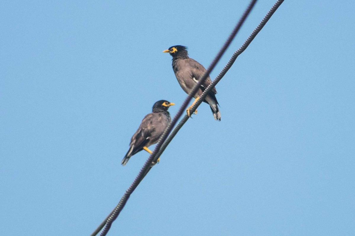 Common Myna - ML624017557