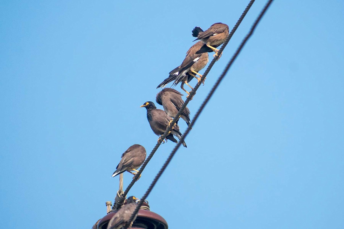 Common Myna - Prem swaroop Kolluru