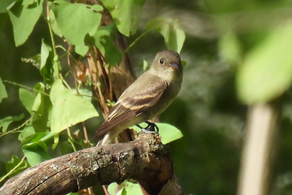 Acadian Flycatcher - ML624017565