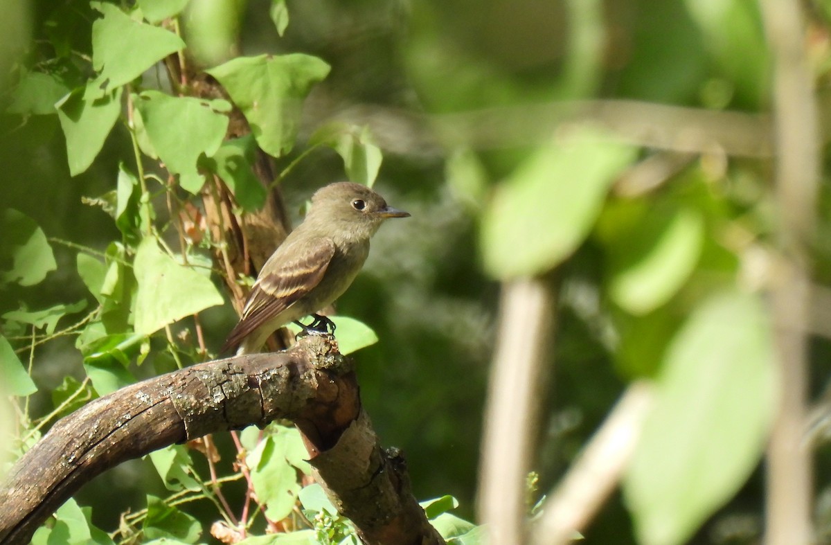 Acadian Flycatcher - ML624017566