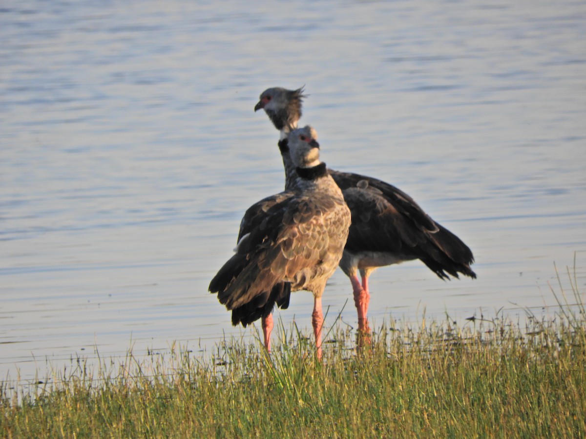 Southern Screamer - ML624017573