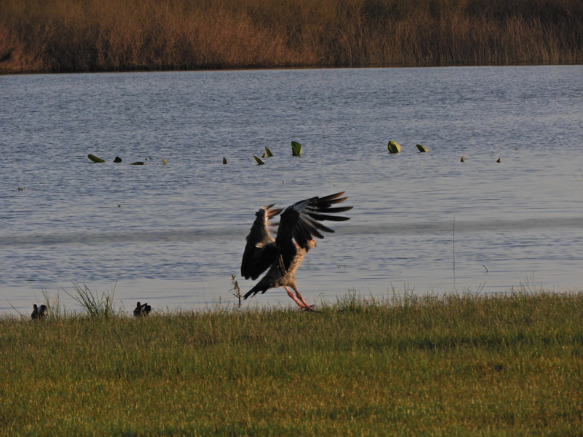 Southern Screamer - ML624017576