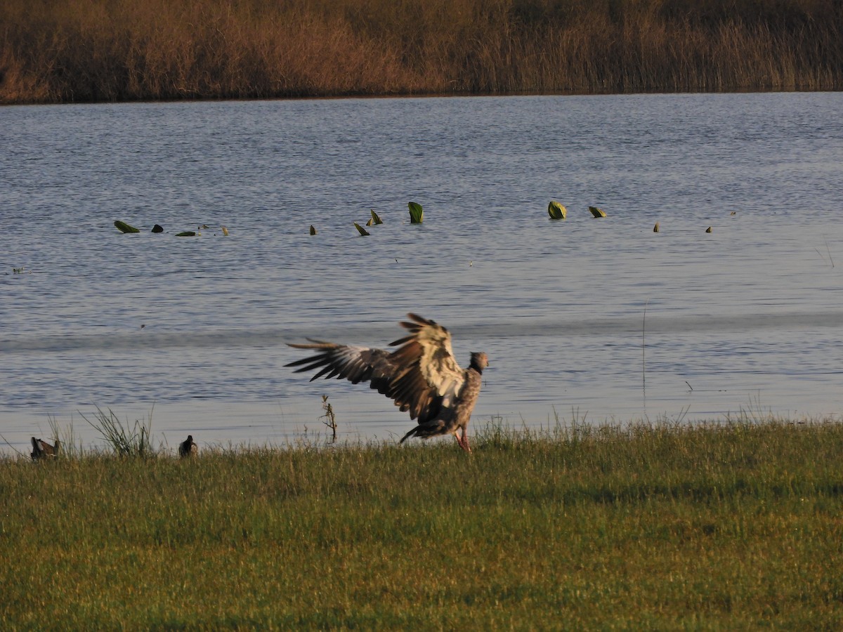 Southern Screamer - ML624017578