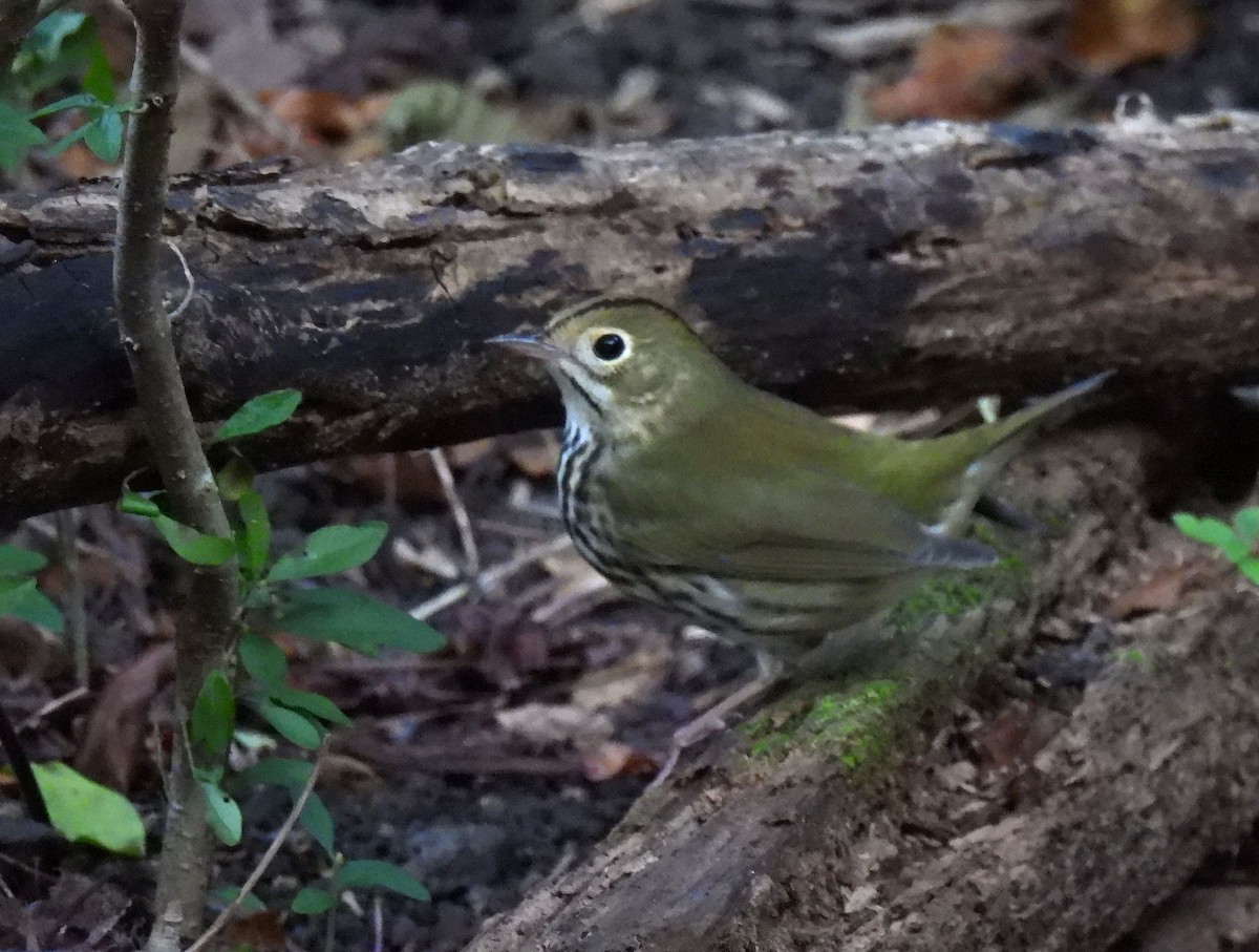 Ovenbird - ML624017580