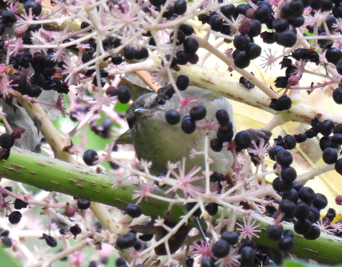 Tennessee Warbler - ML624017605