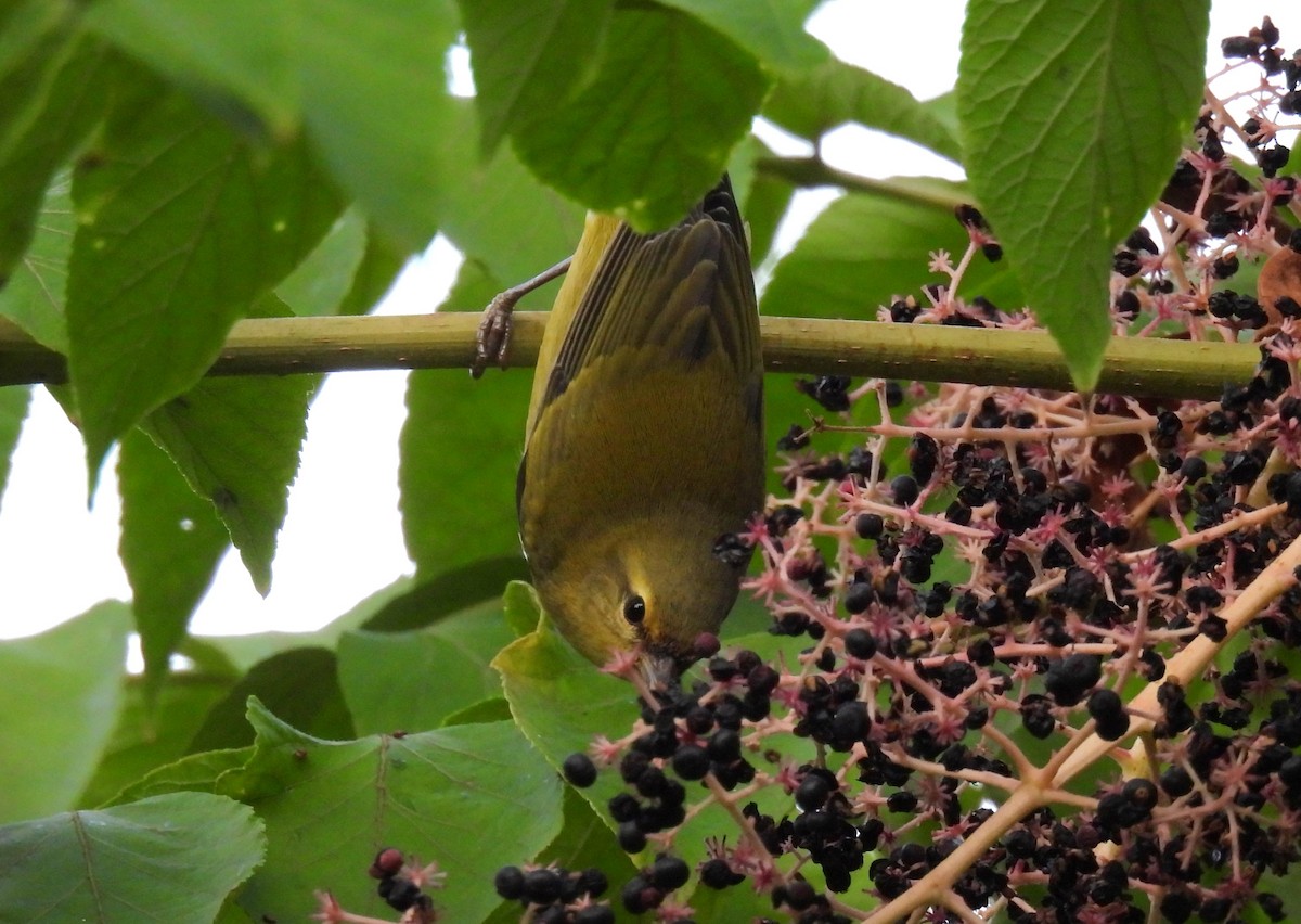 Tennessee Warbler - ML624017606