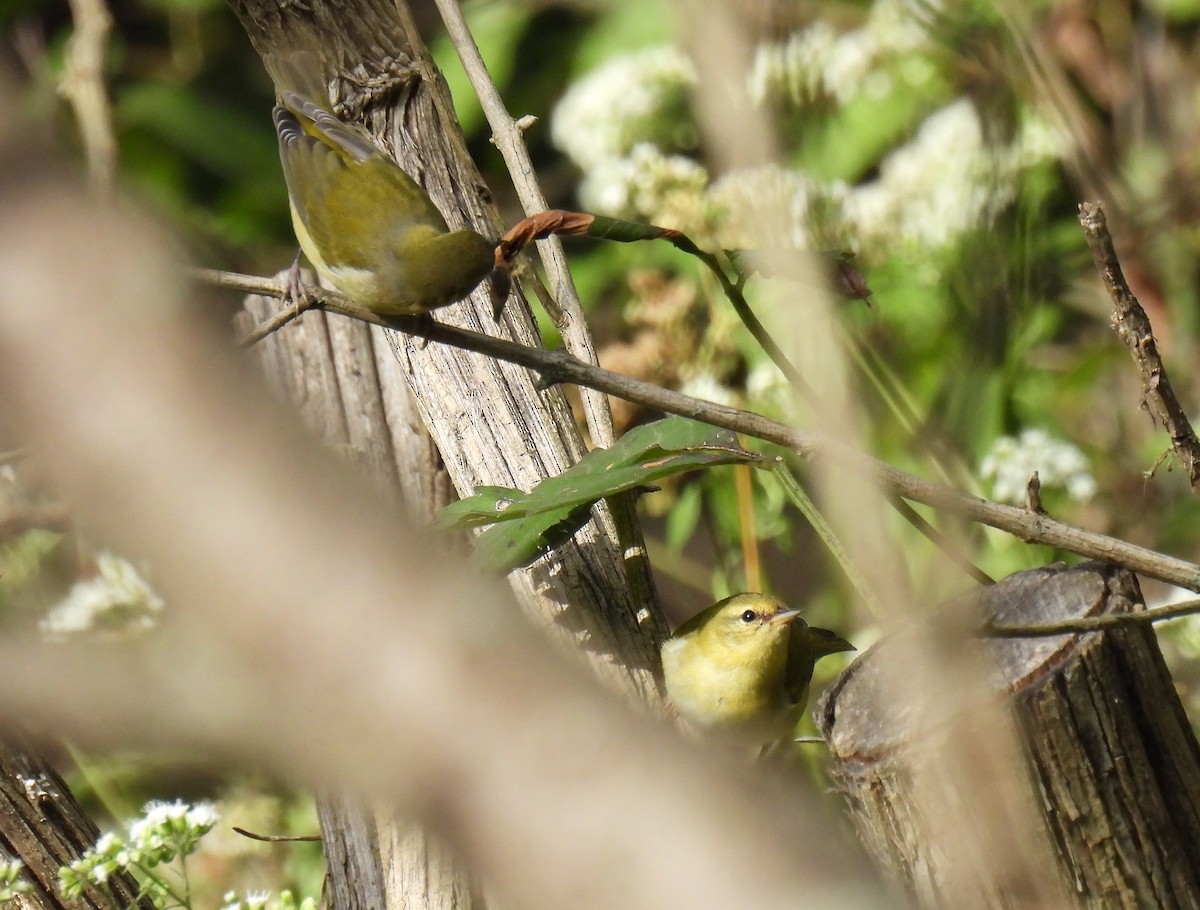 Tennessee Warbler - ML624017607