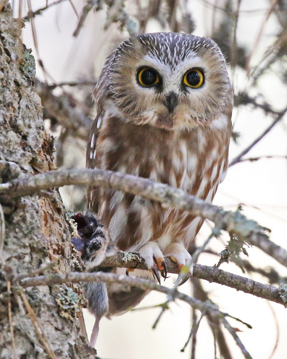 Northern Saw-whet Owl - ML624017608