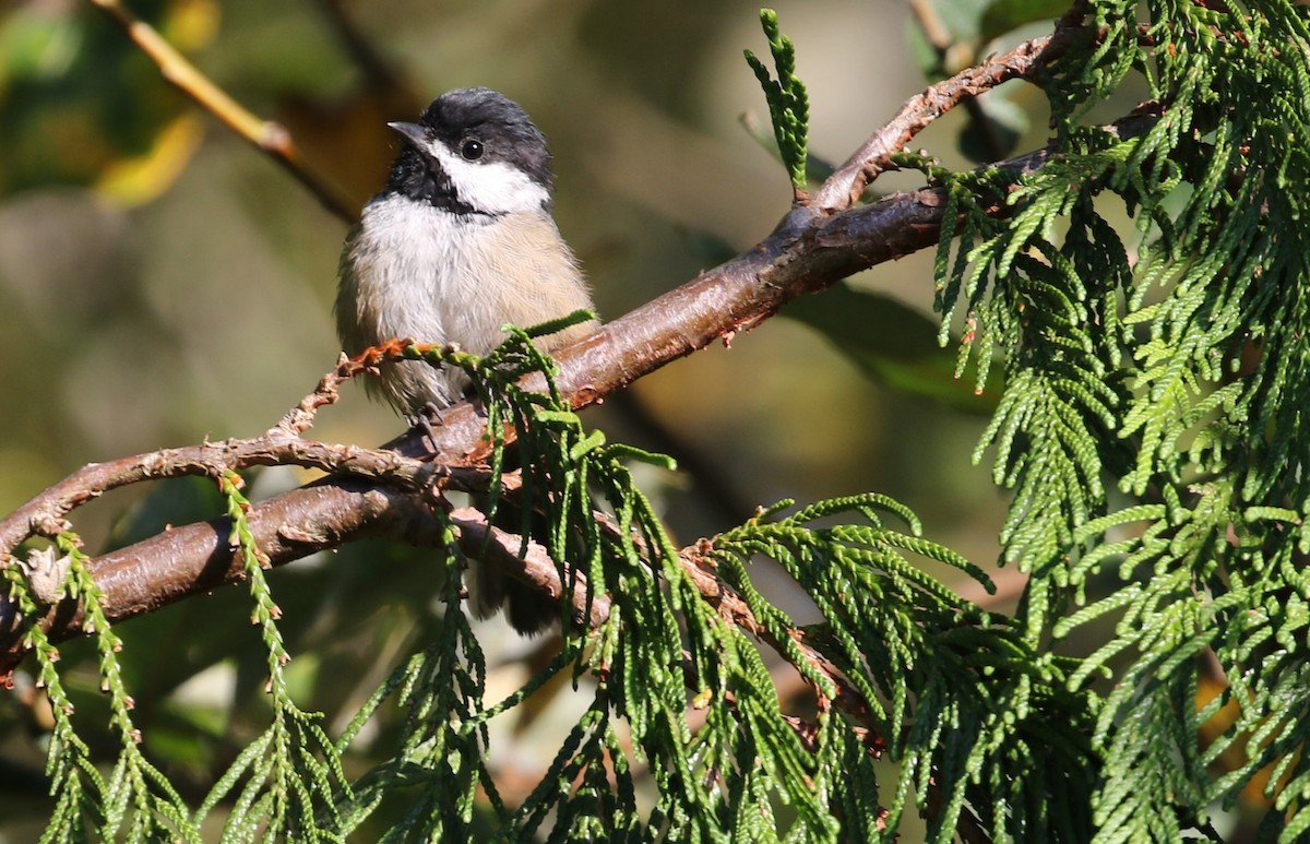 Black-capped Chickadee - ML624017609