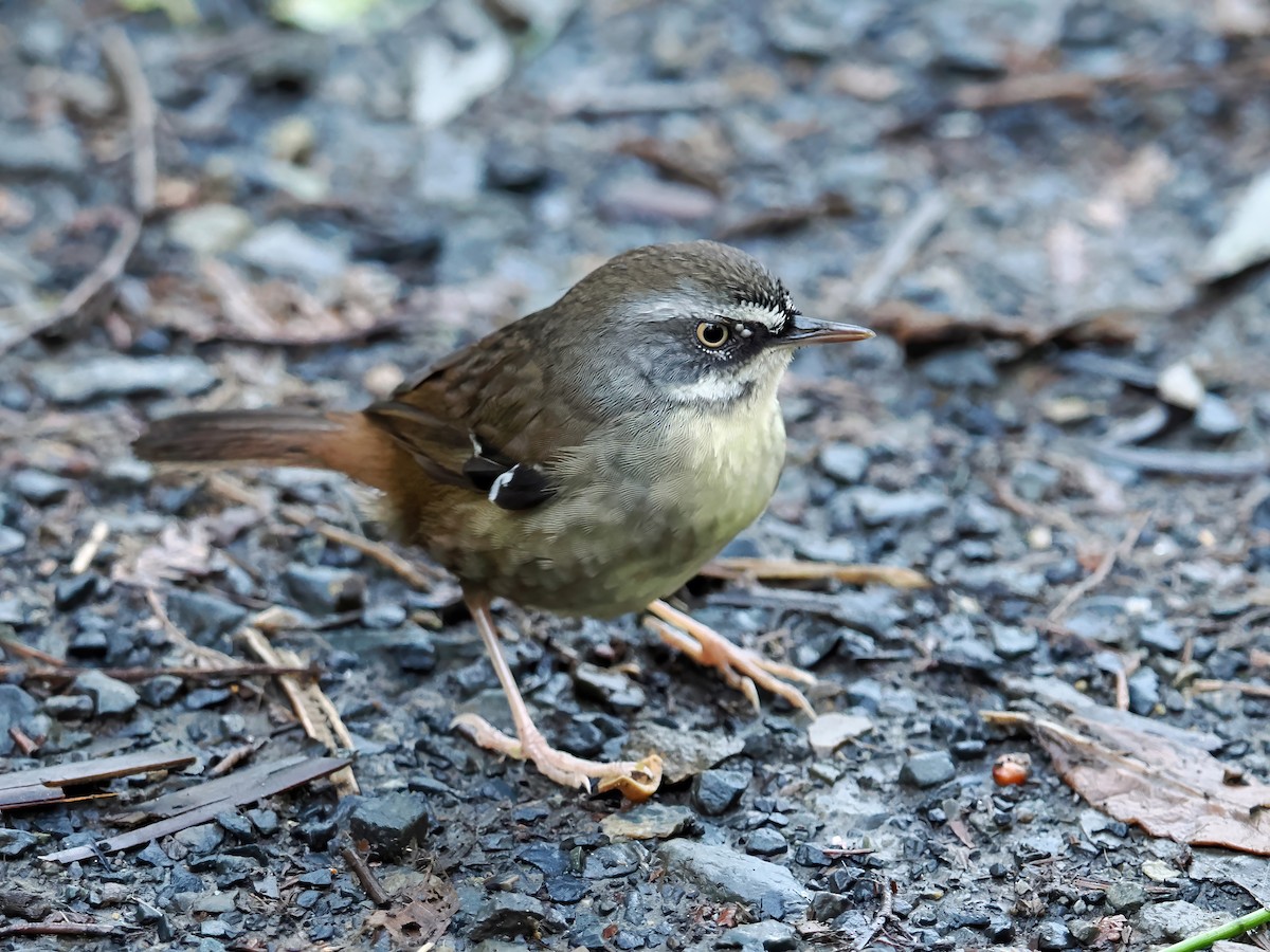 White-browed Scrubwren - ML624017610