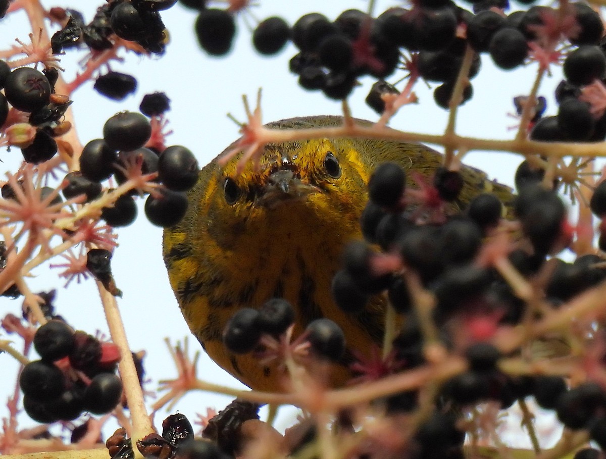 Cape May Warbler - ML624017611