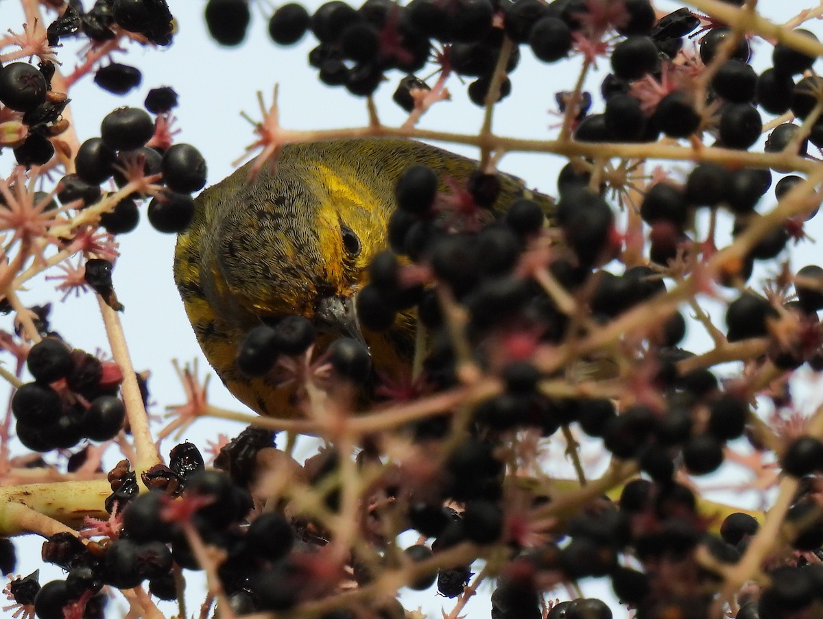 Cape May Warbler - ML624017612