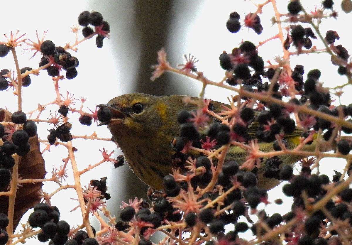 Cape May Warbler - ML624017613