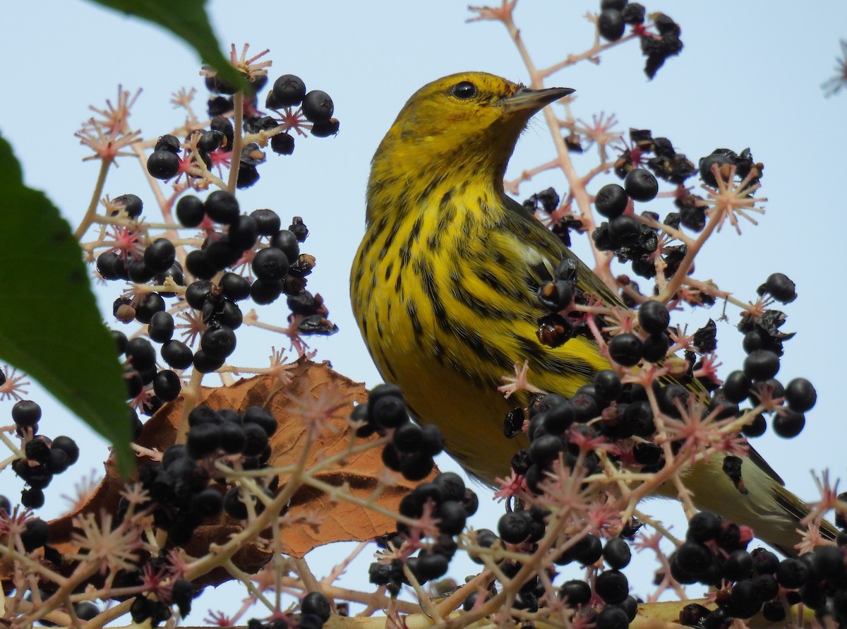 Cape May Warbler - ML624017614