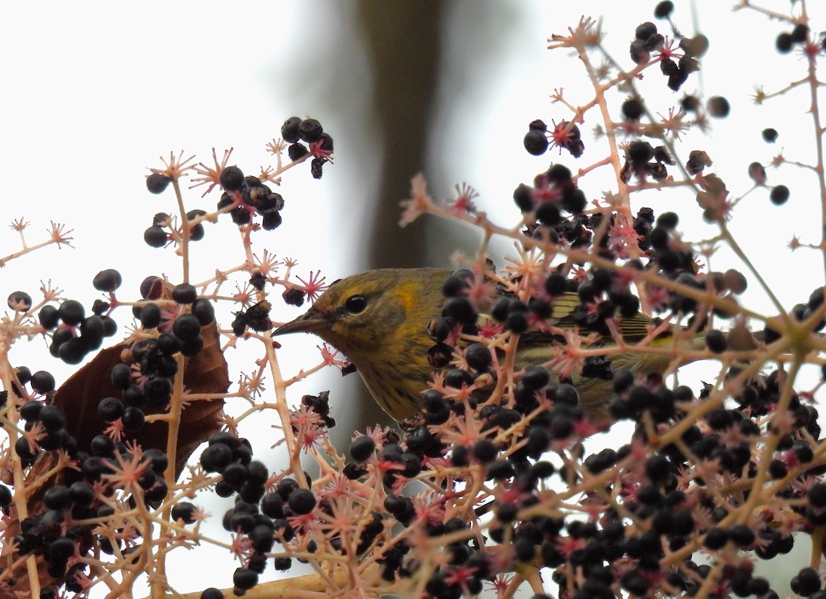 Cape May Warbler - ML624017615