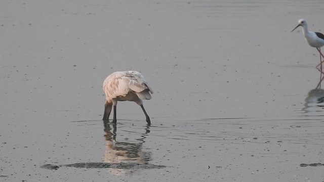 Eurasian Spoonbill - ML624017616