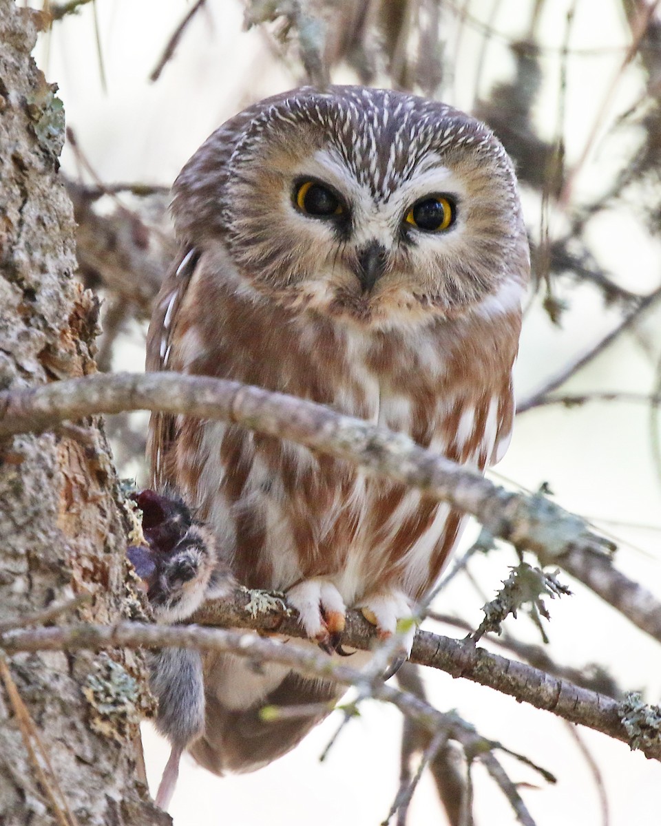 Northern Saw-whet Owl - ML624017617