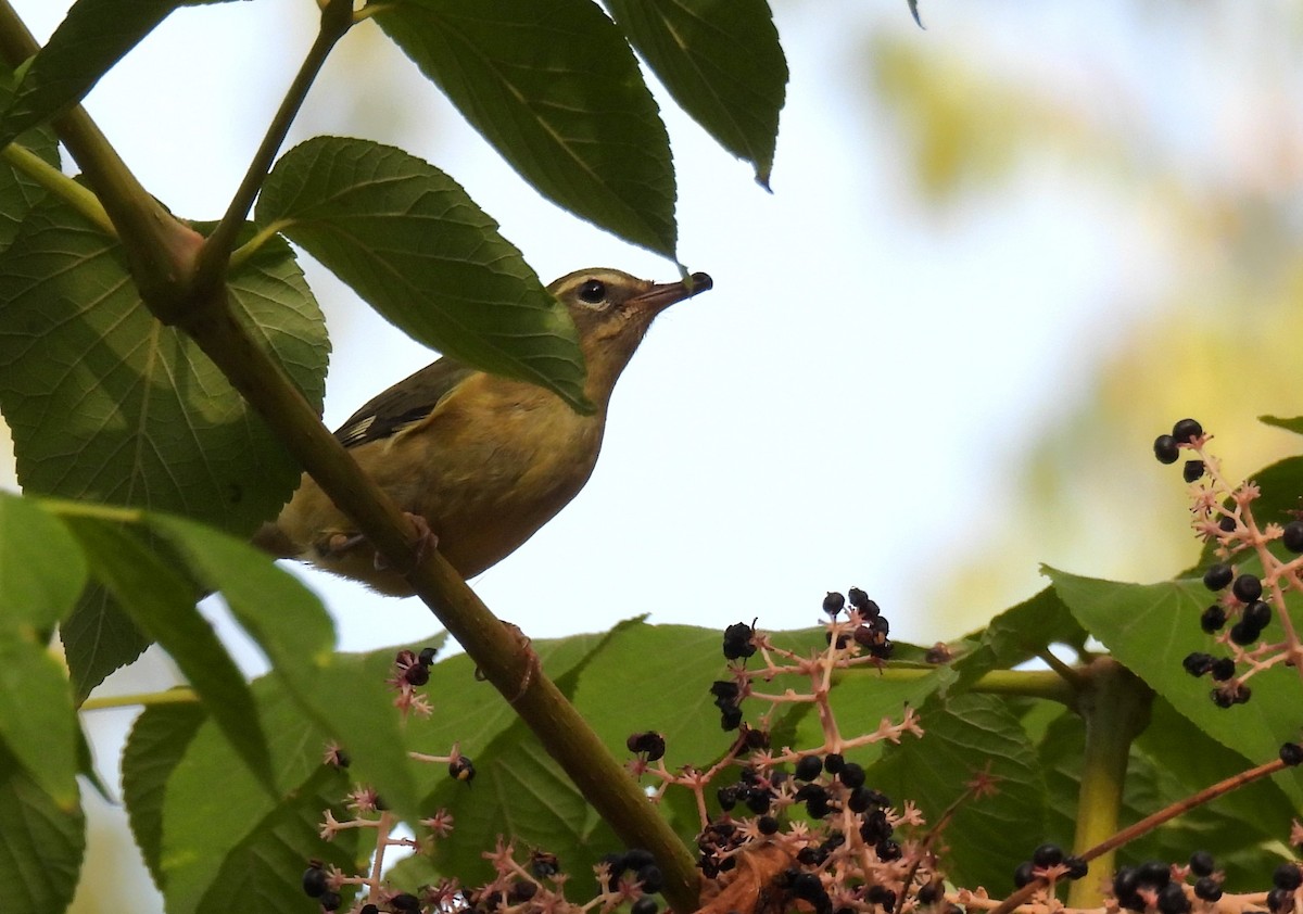 Black-throated Blue Warbler - ML624017618